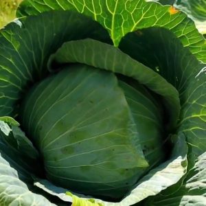 Cabbage 'drumhead' - 200 seeds