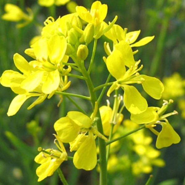 Yellow mustard - 200 seeds