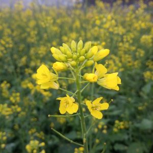 Black mustard - 300 seeds
