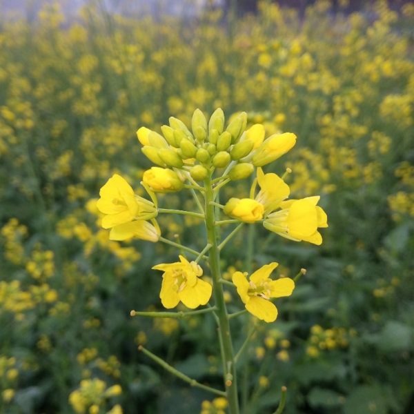 Black mustard - 300 seeds