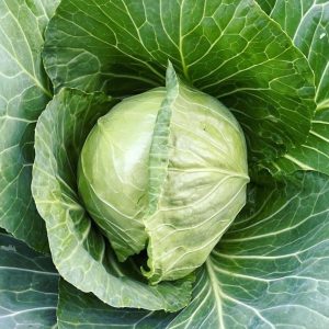 Cabbage 'copenhagen market' - 200 seeds