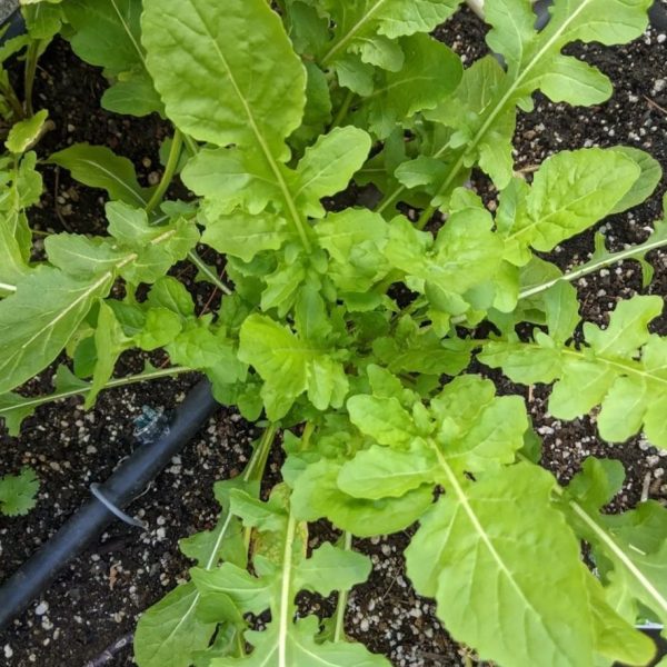 Arugula - 300 seeds