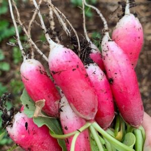 French breakfast radish - 50 seeds