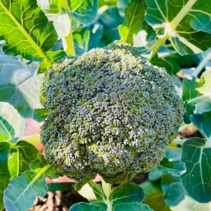 Calabrese broccoli - 100 seeds