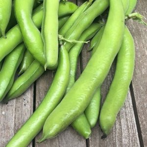 Broad bean 'aquadulce' - 10 seeds