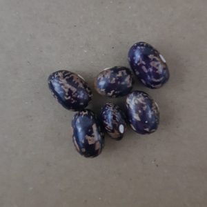 Bush bean 'bird egg blue' - 5 seeds