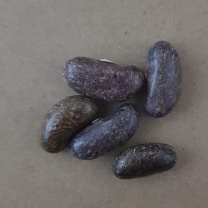 Bush bean 'pebblestone' - 5 seeds