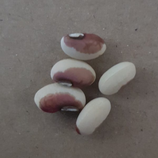 2024/11/20241107_224139.jpg Mosaic yard long bean - 5 seeds