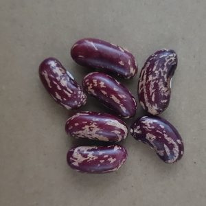 Bush bean 'long tom' - 5 seeds
