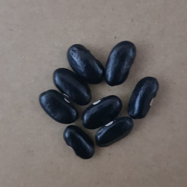2024/11/20241107_224212.jpg Pole bean 'cherokee trail of tears' - 5 seeds