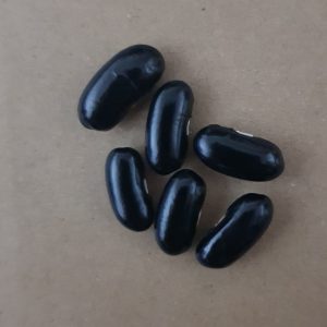 Bush bean 'wintergreen' - 10 seeds