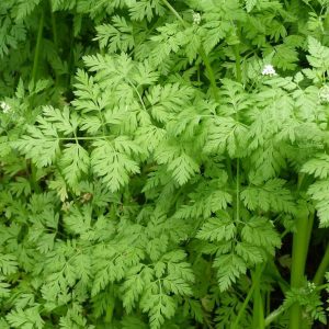 Chervil - 25 seeds