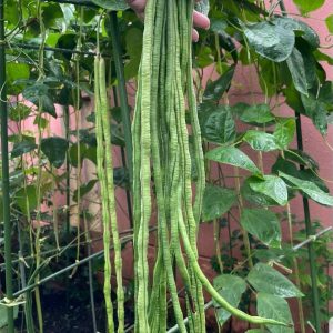Green noodle bean - 5 seeds