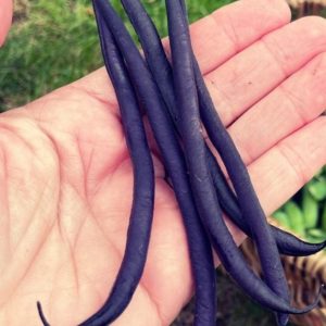 Bush bean 'purple teepee' - 5 seeds