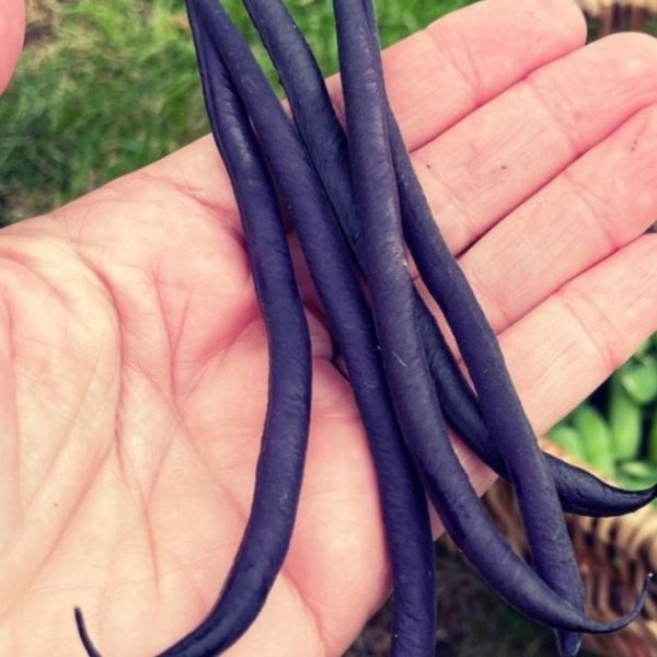 Bush bean 'purple teepee' - 5 seeds