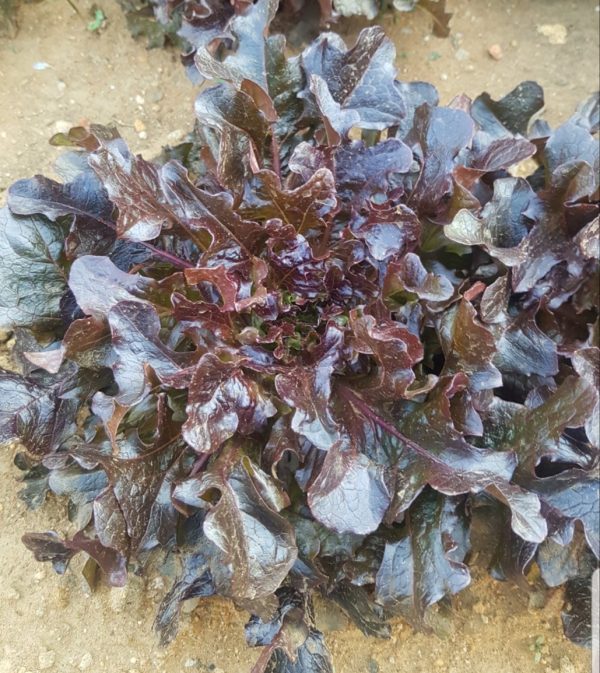 2024/11/20241108_060951.jpg Lettuce 'salad bowl red' - 200 seeds