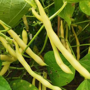 Bush bean 'yellow berggold' - 5 seeds