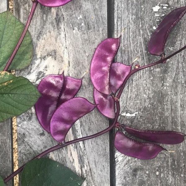 Purple hyacinth bean - 5 seeds