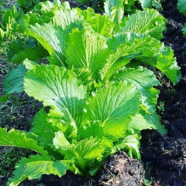 2024/11/20241108_093243.jpg Chinese cabbage 'granat' - 100 seeds