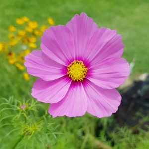 Cosmos 'gloria' - 25 seeds