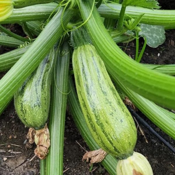 2024/11/20241108_194624.jpg Zucchini 'caserta' - 5 seeds
