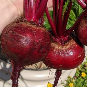 Beetroot 'crimson globe' - 50 seeds