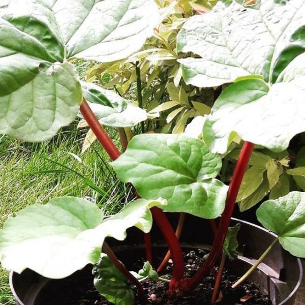 Rhubarb 'victoria' - 20 seeds