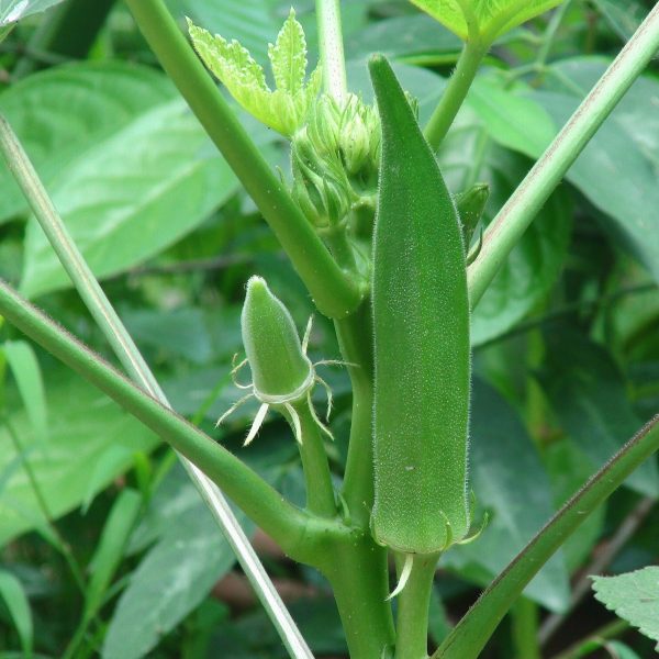 Okra 'clemson spineless' - 25 seeds