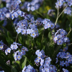 Forget me not (Myosotis alpestris) - 50 seeds