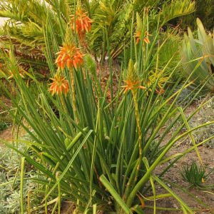 Aloe cooperi - 5 seeds