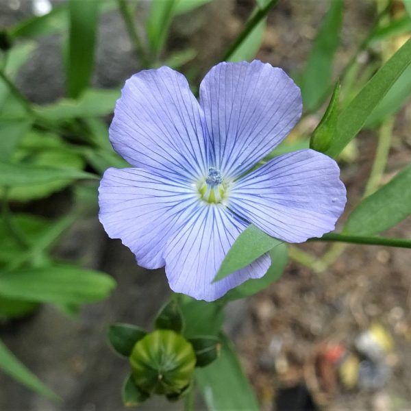 Flax - 25 seeds