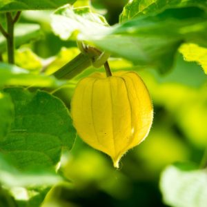 Cape gooseberry  - 50 seeds