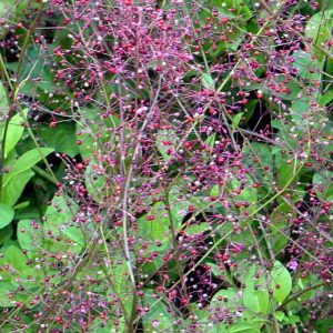 Talinum paniculatum - 50 seeds