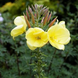 Evening primrose - 200 seeds