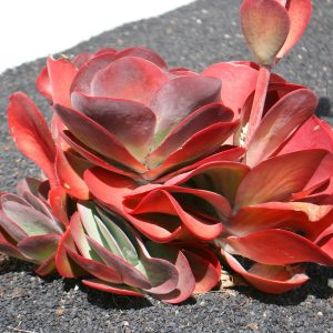 Kalanchoe luciae - 50 seeds