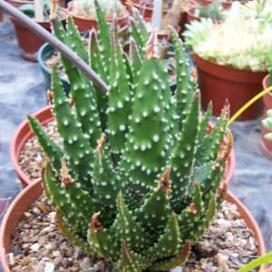 Tulista pumila - 5 seeds