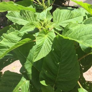 Green amaranth - 100 seeds