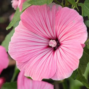 Lavatera 'silver cups' - 20 seeds