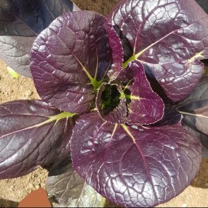 Komatsuna - 50 seeds