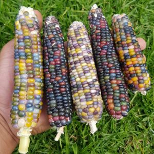 Glass gem corn - 20 seeds