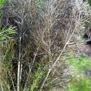 Smokey bronze fennel - 25 seeds