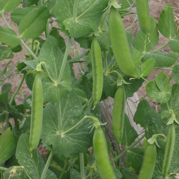 Pea 'greenfeast' - 25 seeds