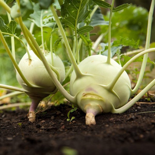 Kohlrabi 'white vienna' - 100 seeds