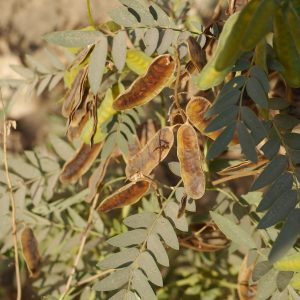 Senna alexandrina - 20 seeds