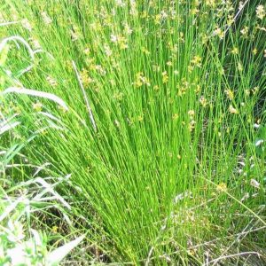 Juncus effusus - 100 seeds