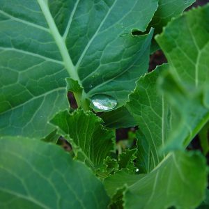 Kale 'chou moullier' - 200 seeds