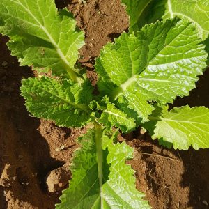 Florida broadleaf mustard - 200 seeds