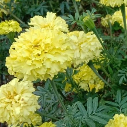 Marigold 'crackerjack' - 50 seeds