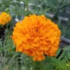 Marigold 'crackerjack' - 50 seeds