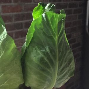 Cabbage 'cape spitz' - 100 seeds